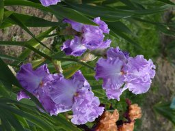 2020-Iris-53