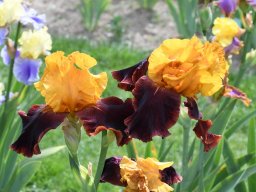 2020-Iris-54