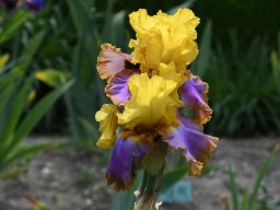2020-Iris-55