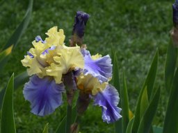 2020-Iris-56