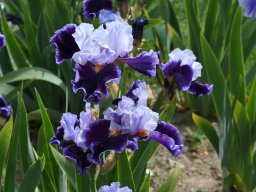 2020-Iris-57