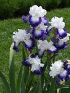 2020-Iris-58