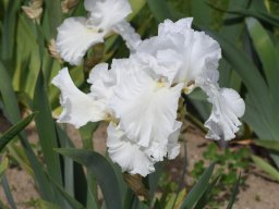 2020-Iris-59
