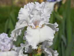 2020-Iris-6