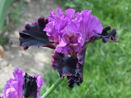 2020-Iris-60