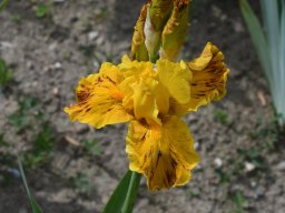 2020-Iris-61