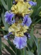 2020-Iris-62