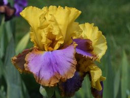 2020-Iris-63