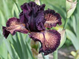 2020-Iris-64
