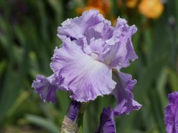 2020-Iris-65