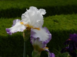 2020-Iris-66