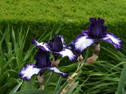 2020-Iris-67