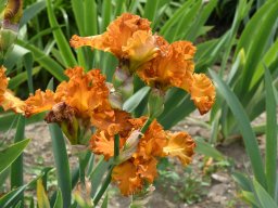 2020-Iris-68