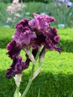 2020-Iris-69