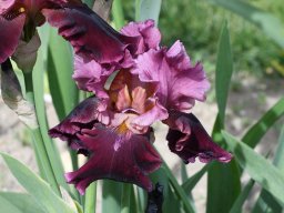 2020-Iris-7