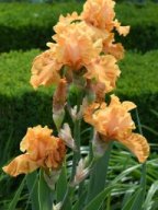 2020-Iris-70