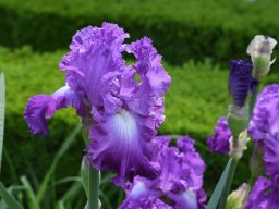 2020-Iris-72