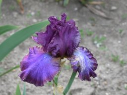 2020-Iris-73