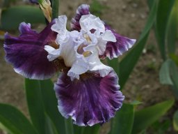 2020-Iris-74