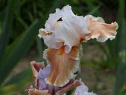 2020-Iris-75