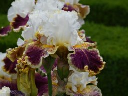 2020-Iris-76