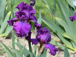 2020-Iris-77
