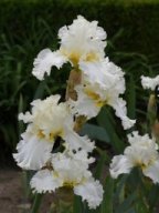 2020-Iris-78