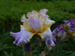 2020-Iris-79
