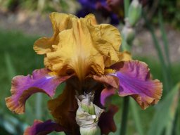 2020-Iris-8