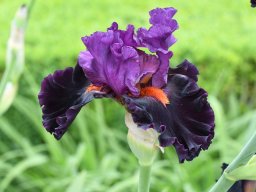 2020-Iris-80
