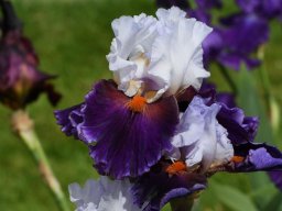 2020-Iris-81