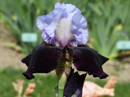 2020-Iris-82
