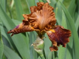 2020-Iris-83