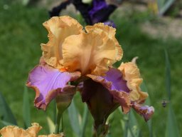 2020-Iris-84