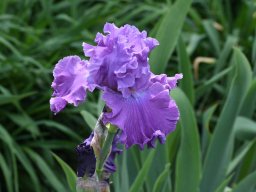 2020-Iris-85