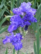 2020-Iris-86