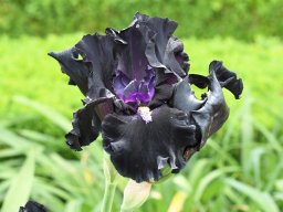 2020-Iris-87