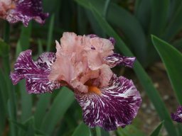2020-Iris-88