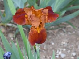 2020-Iris-89