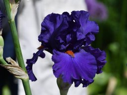 2020-Iris-9