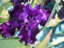 2020-Iris-91