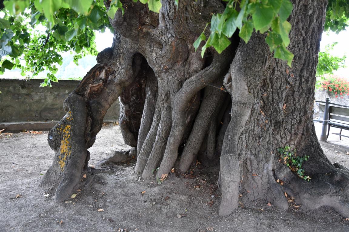 stamm linde estavayer