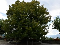 sehr-alte-linde-estavayer