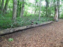 Waldspiel