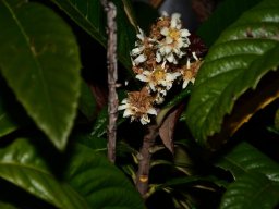 2022-Leonotis-Adventsausstellung-10