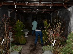 2022-Leonotis-Adventsausstellung-11