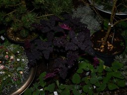 2022-Leonotis-Adventsausstellung-12