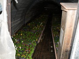 2022-Leonotis-Adventsausstellung-16