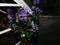 2022-Leonotis-Adventsausstellung-22
