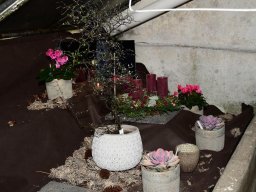 2022-Leonotis-Adventsausstellung-28